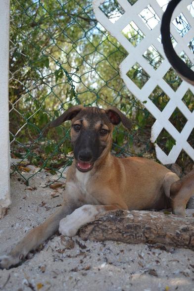 A close shot of a 3 to 4 month old puppy lying at rest in the sand just in front of a hurricane fence with a white plastic privacy picket fence attached to it. The pup is mostly fawn-colored with a black snout, face and ears, a white stripe from her chin to her chest and white "socks." She is looking directly into the camera