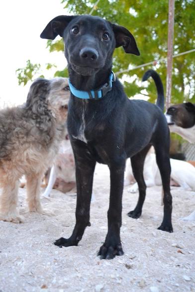 A close shot of a black puppy wearing a blue collar. She has a thin white stripe down her chest, her floppy ears are down and the look on her face is comical: her eyes are wide and her face/snout puffed out in a cartoon-like manner