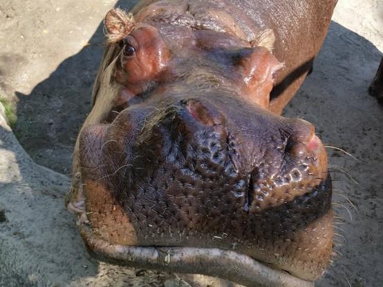 Azure Generated Description:
a close-up of a fish (46.17% confidence)
---------------
Azure Generated Tags:
animal (99.97% confidence)
mammal (99.87% confidence)
ground (97.36% confidence)
hippo (95.12% confidence)
outdoor (94.95% confidence)
hippopotamus (92.83% confidence)
terrestrial animal (91.62% confidence)
snout (88.44% confidence)