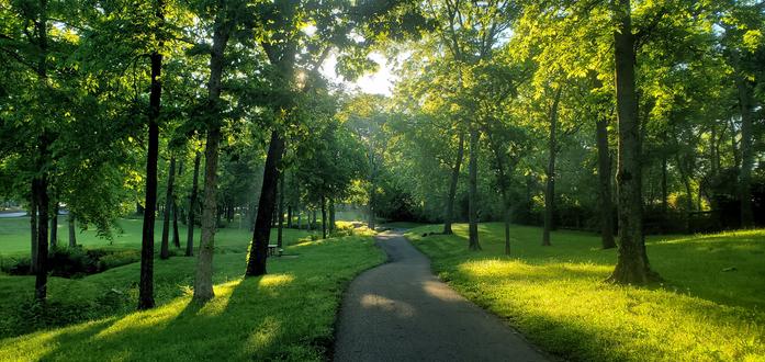 A brilliant morning sun filtered through lush green leaves overlooking a walking path in a grassy and tree-lined field