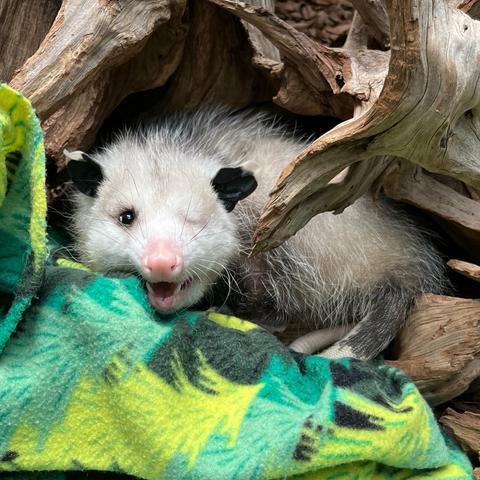 Description Provided in Tweet: 
Virginia opossum Basil rests inside a log. On the ground in front of him is a fleece blanket, patterned to look like a forest. He is looking directly at the viewer, and his mouth is slightly open as though he were smiling. 
---------------
Azure Generated Tags:
mammal (99.97% confidence)
animal (99.91% confidence)
snout (90.49% confidence)
outdoor (72.18% confidence)
panda (61.14% confidence)