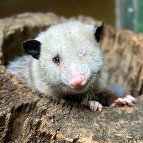 Description Provided in Tweet: 
Virginia opossum Basil emerges from a hollow log, looking at the viewer. 
---------------
Azure Generated Tags:
mammal (99.97% confidence)
animal (99.95% confidence)
snout (93.00% confidence)
rodent (91.06% confidence)
mouse (88.12% confidence)
muroidea (87.23% confidence)
muridae (87.05% confidence)
rat (86.57% confidence)
hamster (85.27% confidence)
outdoor (80.96% confidence)
ground (76.42% confidence)
