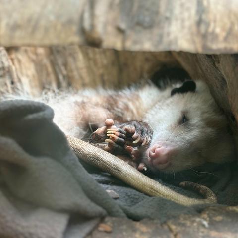 Description Provided in Tweet: 
Virginia opossum Basil sleeps inside a hollow long with a gray fleece blanket. 
---------------
Azure Generated Tags:
animal (99.22% confidence)
mammal (98.92% confidence)
fur (85.82% confidence)
laying (81.50% confidence)
lying (68.17% confidence)
outdoor (64.13% confidence)
ground (62.64% confidence)
zoo (58.39% confidence)