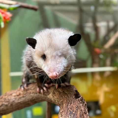 Description Provided in Tweet: 
Virginia opossum Basil climbs a branch in his habitat at the Small Mammal House. 
---------------
Azure Generated Tags:
animal (99.98% confidence)
mammal (99.98% confidence)
outdoor (92.70% confidence)
rodent (90.76% confidence)
snout (87.33% confidence)
possum (86.54% confidence)
marsupial (84.48% confidence)
branch (68.64% confidence)