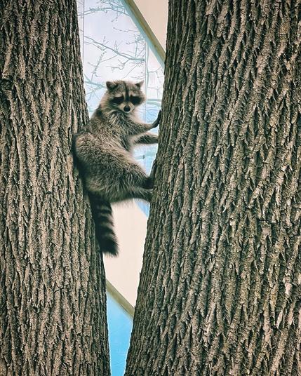 A raccoon wedges itself against two trees