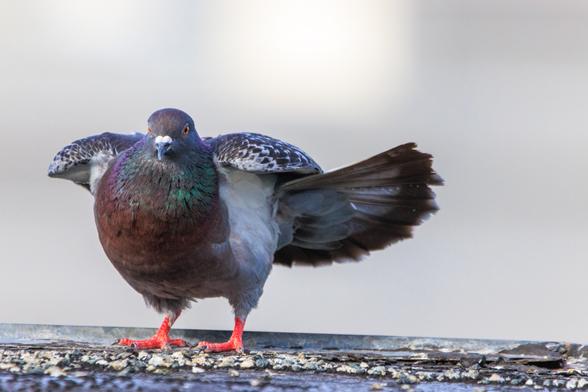 Rose, a t-checked pigeon hen with a rosy red chest, leans forward with her wings slightly raised. She's stretching her tail feathers which are fanned open behind her.