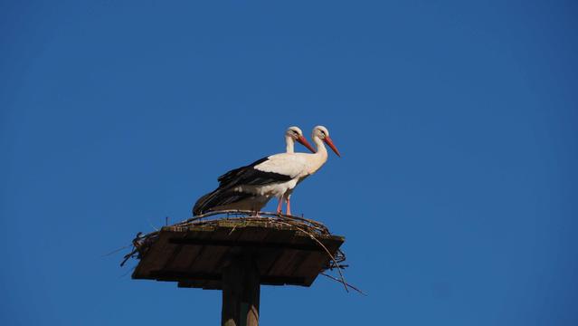 Zwei Störche auf einem unfertigen Nest, vor blauem Himmel