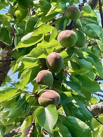 A photo of a branch of apricots in the making. The apricots are surrounded by green leaves. The sun is shining, the sky is blue. It all still looks fresh and spring-ish.