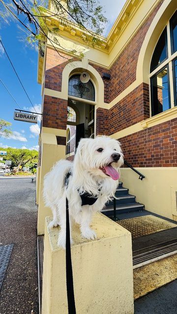 Rocket is standing outside a pretty suburban library. It is a sunny blue sky day and he wears a happy expression.