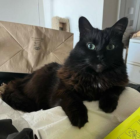 my friend's very fluffy black and brown cat with huge green eyes laying on a roll of paper towel with a big brown paper bag behind them