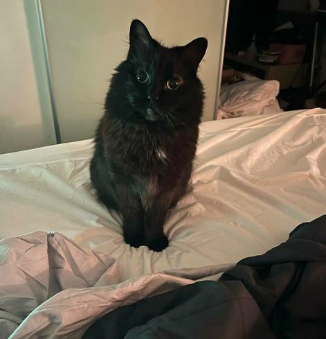 my friend's fluffy brown and black cat with green eyes sitting prettily on a bed looking at the owner behind the camera