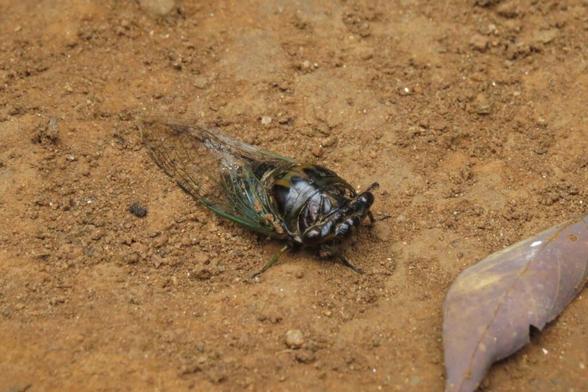 A Cicada.
