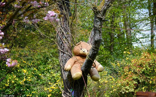 Eine mittelgroße Teddybärpuppe steckt in einer Astgabel fest. / A medium-sized teddy bear doll stuck in a fork in a tree branch.