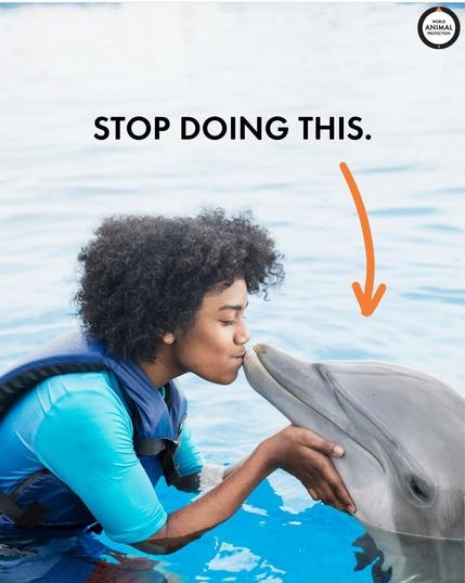 animal trainer kiss dolphin.