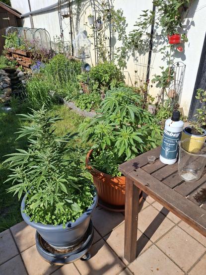 Photo von 2 großen Cannabispflanzen in Töpfen auf einer Terasse nebn einem Holztisch. Auf dem Tisch eine Flasche Dünger und ein Messbecher.