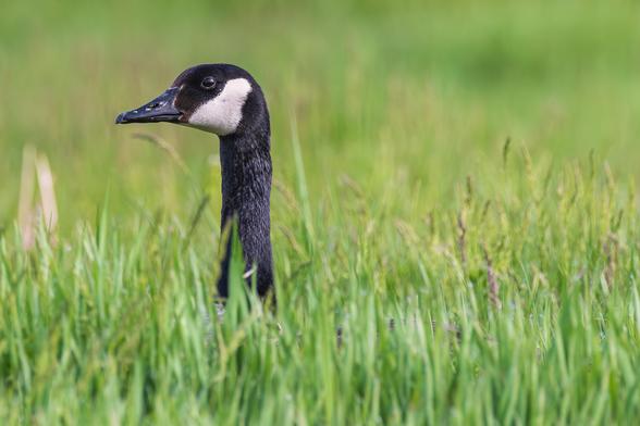 Photograph of a Canada goose standing or sitting amid tall grasses. The goose is facing left in profile leaving one eye visible and only the goose's head and neck are visible with the remainder of its body hidden by the tall grass. Canada geese have white and tan mottled chest and belly feathers, white under-tail feathers, brown back and wing feathers, a long, slender black neck, a black head with a white cheek patch that run under the upper throat, dark eyes, black bills, and black legs and webbed feet.