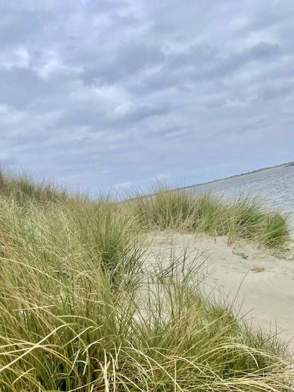 A photo of dunes & sea in Zeeland, the Netherlands. In the foreground there’s beach grass and sand, with the sea water next to it. The sky is cloudy.