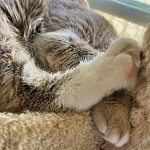 Closeup on a cait's rear foot with a white sock and pink toe beans, below which is a paw with white tipped toes that might be a front paw, but the rest of the gray tabby nestled in a cat tree gives no further clue as to what else of the cat might be attached.