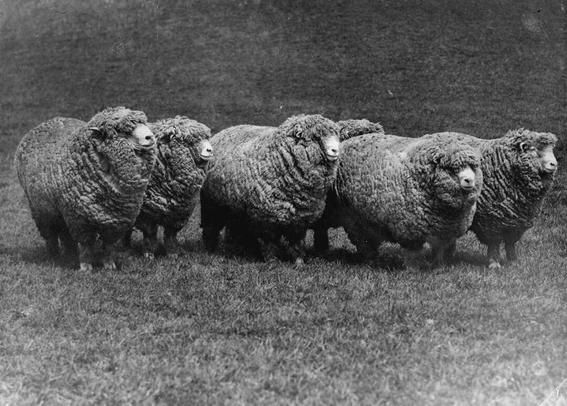 Black-and-white photo: Corriedale sheep. Undated. Photographer unknown. Description: A group of six heavily fleeced sheep (one obscured behind the others) standing in a paddock (BrE field), viewed front-on at a slight angle to show the sheep’s right flanks. Citation: Original photographic prints and postcards from file print collection, Box 7. Ref: PAColl-6001-47. Alexander Turnbull Library, Wellington, New Zealand. https://natlib.govt.nz/records/23098270
