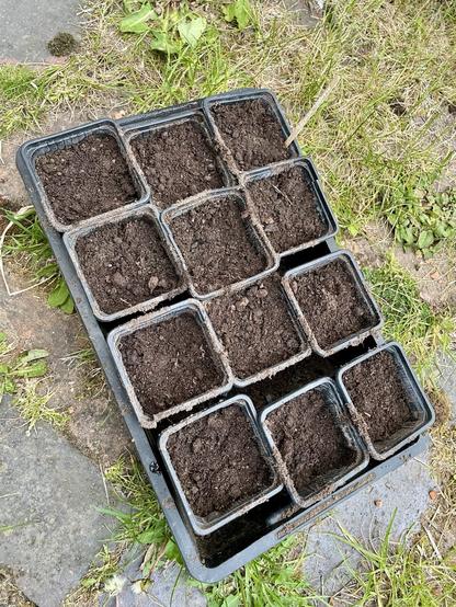 Overhead view of a seed tray with seed compost against a brick and weed background. Photo taken on the diagonal.
