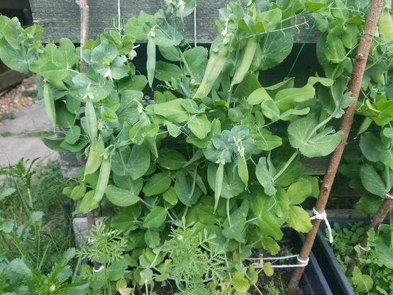 A row of pea plants with multiple pea pods and a few flowers.