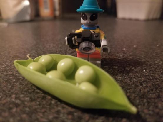 Lego alien taking a picture of an open pea pod with nice round peas inside.
