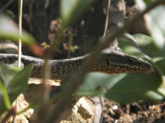 Photograph of a wall lizard with striking red coloration hidden behind some foliage.