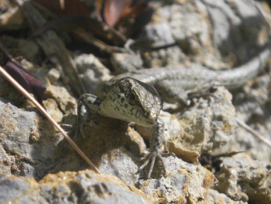 Photograph of a grey wall lizard boldly facing the camera.