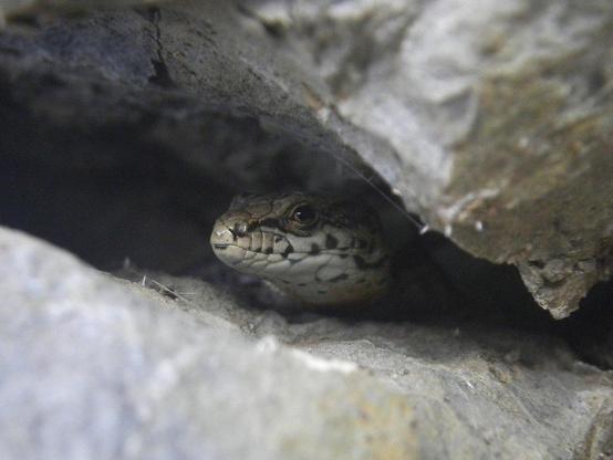 Photograph of a wall lizard hidden in a rock crevice, cautiously eying the camera.
