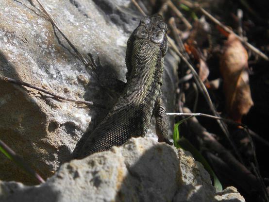 Photograph of a wall lizard from behind as it is climbing between some limestone rocks.