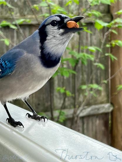 Closeup of my bluejay friend who just picked a couple of almonds off the kitchen doorstep railing, shoving them in her throat to go. She looks a bit goofy with her beak open with two almonds visible, but still pulls off to be beautiful. Her navy necklace feathers look stunning against the white throat in this angle, slightly looking upward.
The weathered wooden fence and the unfurling elm sapling are in the blurred background.
