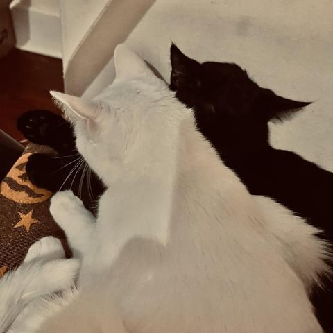 seen from behind, a white cat leans into a black cat on a couch