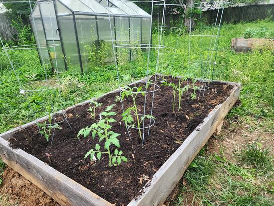raised bed with ten tomato plants about 16" tall with back yard and greenhouse in background.