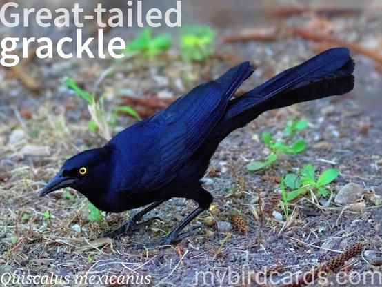 🌎 Great-tailed grackle (Quiscalus mexicanus) 

The great-tailed grackle, also known as the Mexican grackle, is a medium-sized bird native to the Americas. It is known for its distinct long, keel-shaped tail, which gives it its name. Adult males are about 40-46 cm (16-18 in) long and have glossy black plumage with striking purple iridescence. They have pale yellow eyes and a long, pointed bill. Females are slightly smaller and have dark brown plumage. Great-tailed grackles are highly adaptable and can be found in a variety of habitats, including urban areas, agricultural fields, wetlands, and open woodlands. Eight subspecies are recognised.

Conservation status: Least Concern (IUCN 3.1)

📷: Photo by BarbeeAnne via Pixabay https://pixabay.com/photos/cuba-black-bird-great-tailed-grackle-2555949/

ZTXM