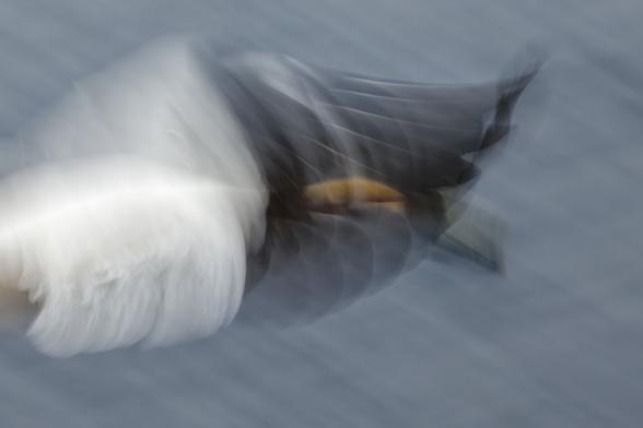 Northern gannet