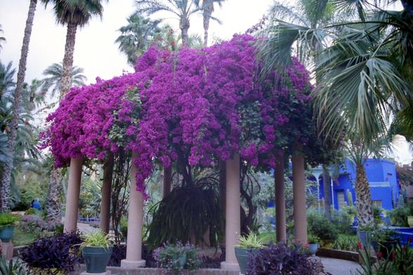 A fountain of purple blooms, on a pergola, supported on columns.