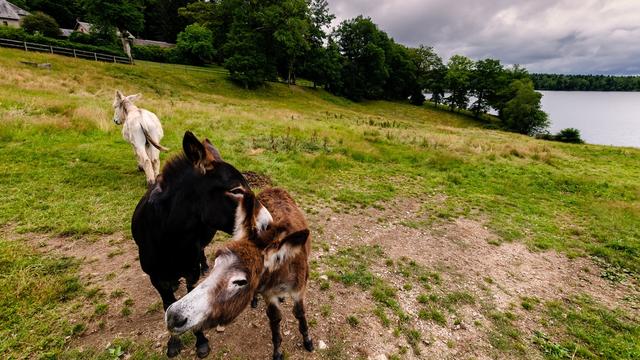 Trois ânes dans un prés sur les bords du lac. L’un, blanc, s’éloigne. Au premier plan, un noir et un brun se font des papouilles.