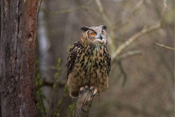 A close-up portrait of an owl perched on a wooden branch, with striking orange eyes and brown feathers with black streaking. The owl is positioned next to a tree trunk with a blurred forest background.​​​​​​​​​​​​​​​​