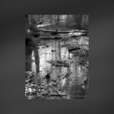 Soclear forest