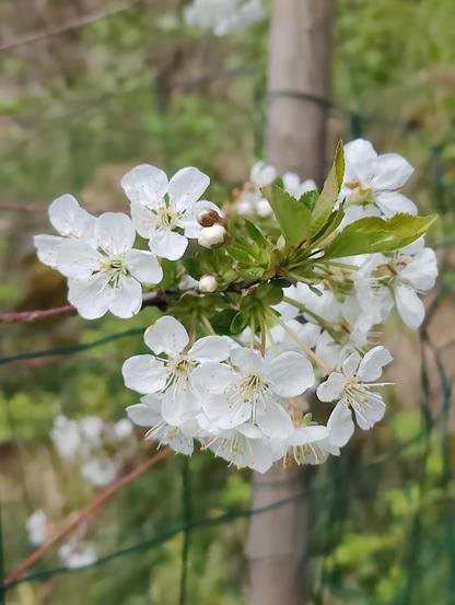 A branch full of white cherry blossoms.