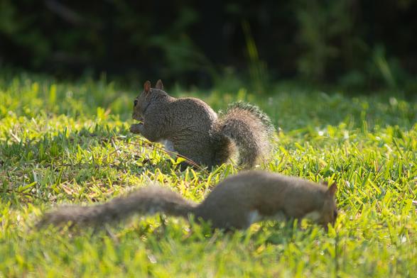 Two squirrels on a green lawn