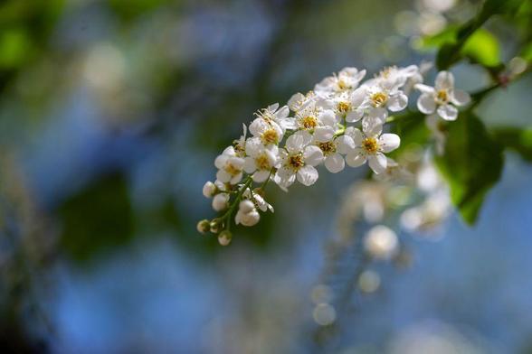 A close-up of a curved cluster of small white blossoms with yellow stamens, set against a soft-focus background of green leaves and blue sky. The light is gentle and diffused, creating a dreamy springtime atmosphere.