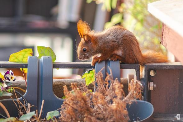 Ein kleines Eichhörnchen balanciert vorsichtig auf einem Metallgeländer über einem Blumentopf. Sein rotbraunes Fell leuchtet im sanften Licht, während es aufmerksam nach unten blickt. Umgeben von verblassten Blättern und verblühten Pflanzen wirkt es wie ein stiller Beobachter der letzten Spätsommertage. Ein zarter Moment voller Spannung und Naturverbundenheit.
