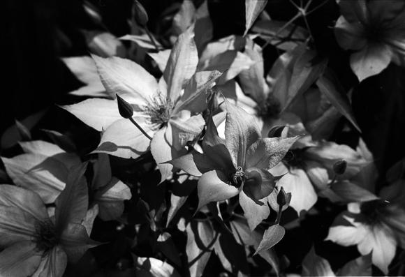 Clematis Giselle in bloom.
