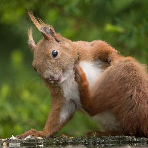 Ein quadratisches Foto mit einem formatfüllenden Eichhörnchen. Das Hörnchen stützt sich mit der rechten Pfote auf den Boden, mit der linken Hinterpfote kratzt es sich am Hals. Es hat den Kopf der Kamera zugewandt und lacht dabei scheinbar
A square photo of a full-frame squirrel. The squirrel is leaning on the ground with its right paw and scratching its neck with its left hind paw. It has turned its head toward the camera and appears to be laughing.