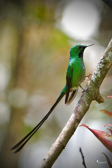 A vertical photo of a green hummingbird with a black throat. It stands on a diagonal branch. Its black tail feathers are longer than the body of the bird.