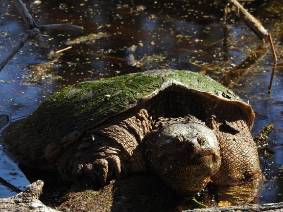 A huge snapping turtle sits with its upper body on a log in a marsh, and its lower body in the water. Its shell is covered in algae, and one of its claws is firmly planted into the log. It is staring directly at the camera.