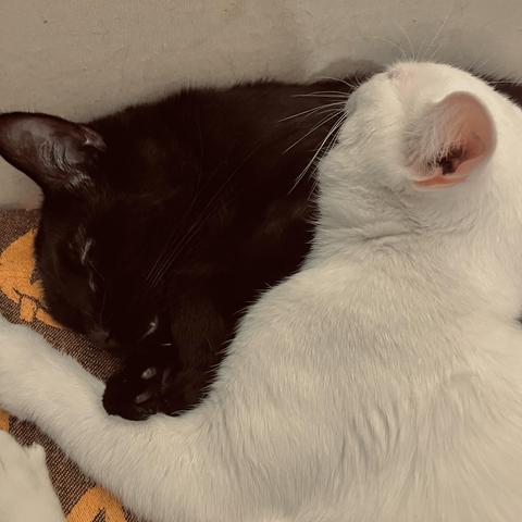 a black cat and a white cat cuddle together