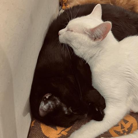 a black cat and a white cat cuddle, the white cat resting her chin on the side of the black cat