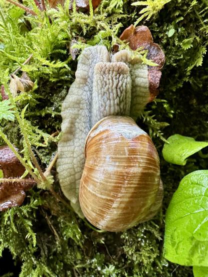 Large (apparently edible!) snail with tan-coloured shell